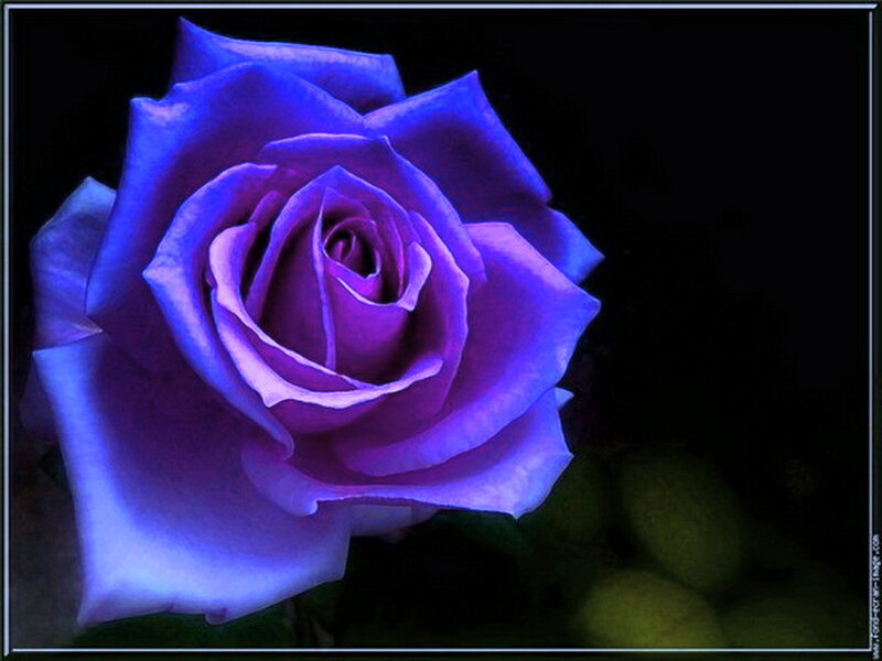 Blue Rose Flower — Purple, Dramatic, Photograph