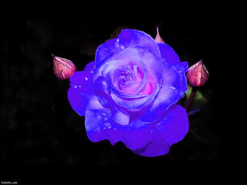 Blue Rose Flower — Purple, Dramatic