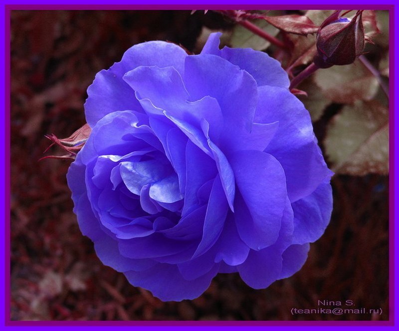 Blue Rose Flower — Purple