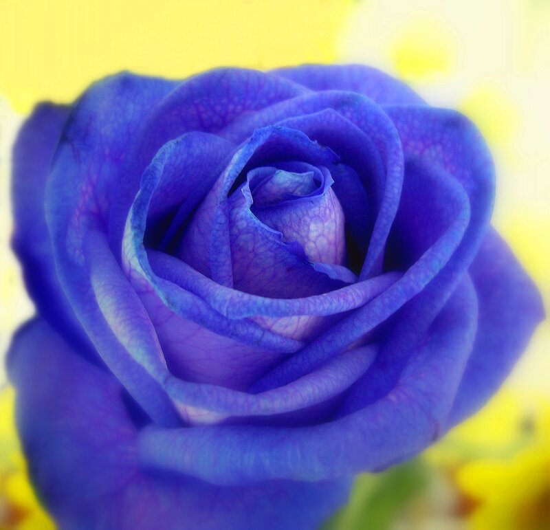 Blue Rose Flower — Serene, Afternoon, Photograph
