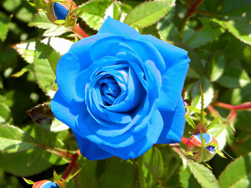 Blue Rose Flower — Serene, Afternoon