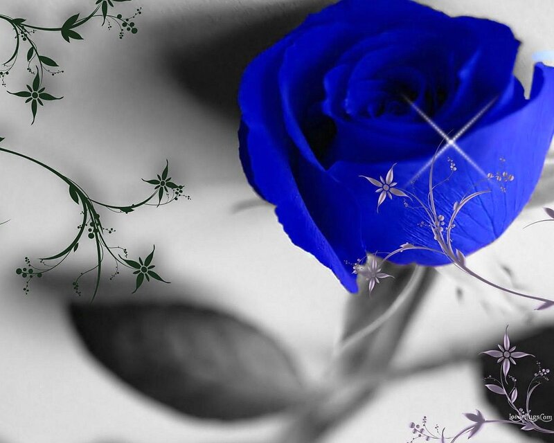 Blue Rose Flower — Serene, Digital Art, Flowers