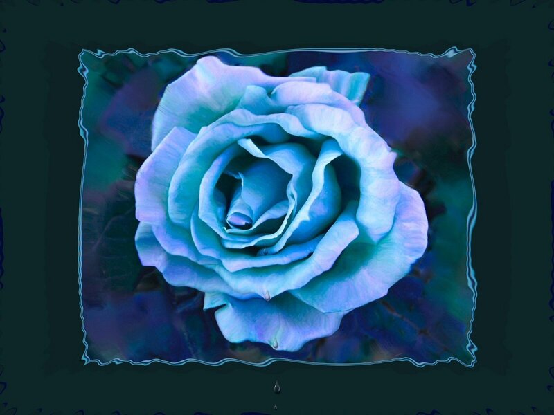 Blue Rose Flower — Serene, Digital Art, Petals, Background