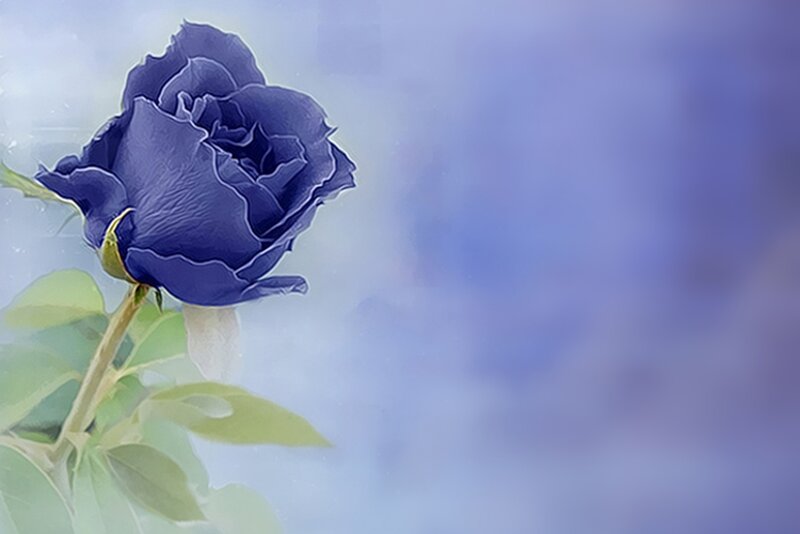 Blue Rose Flower — Serene, Digital Art, Stem, Leaves