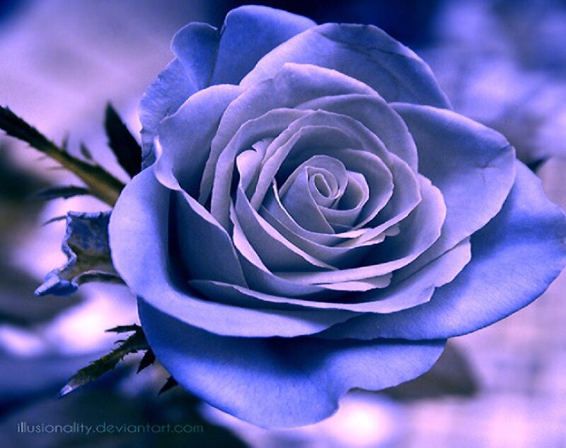 Blue Rose Flower — Serene, Digital Art, Stem