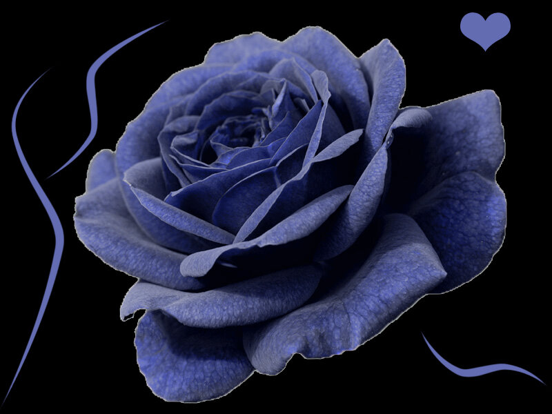 Blue Rose Flower — Serene, Digital Art