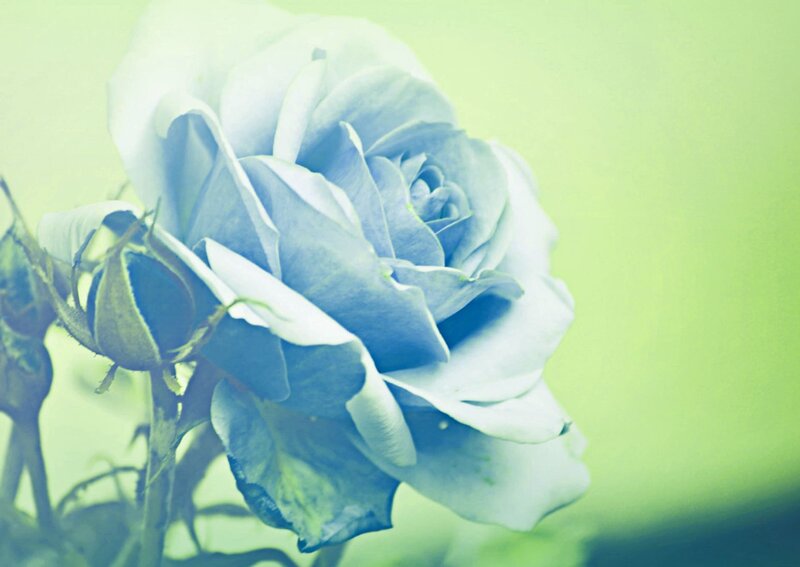 Blue Rose Flower — Serene, Photograph, Bud