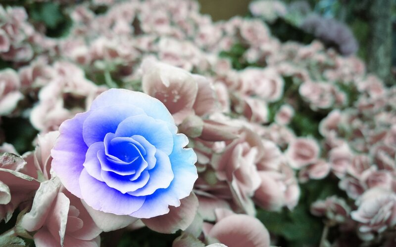 Blue Rose Flower — Serene, Photograph, Flowers