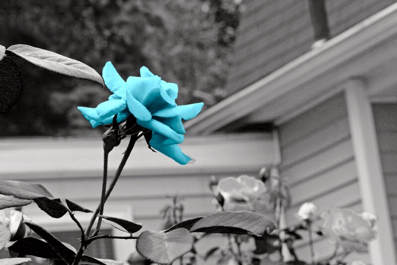 Blue Rose Flower — Serene, Photograph, Leaves, House