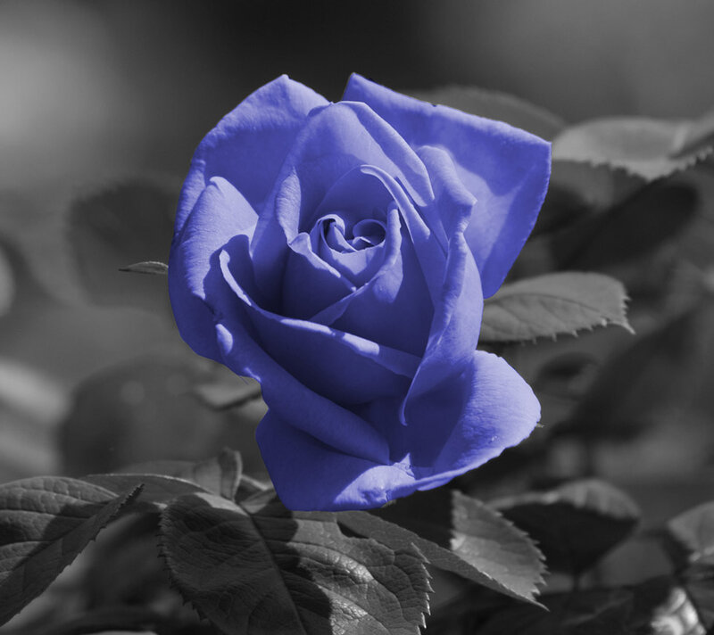 Blue Rose Flower — Serene, Photograph, Leaves