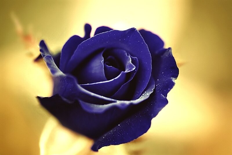 Blue Rose Flower — Serene, Photograph, Petals, Background