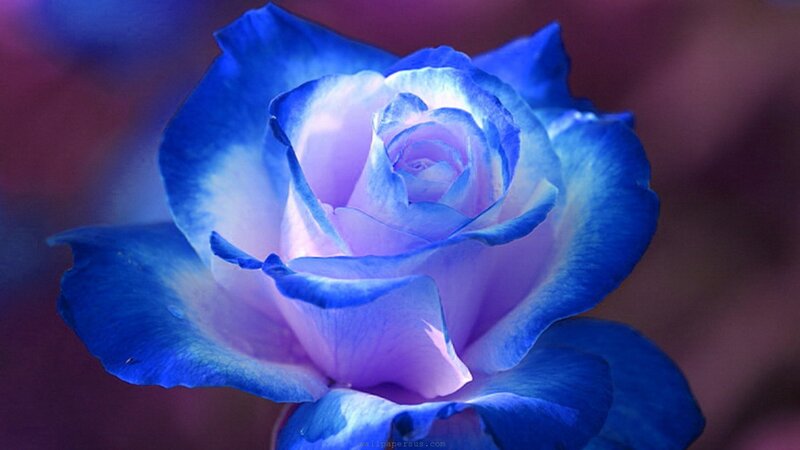 Blue Rose Flower — Serene, Photograph, Petals, Blurred Background
