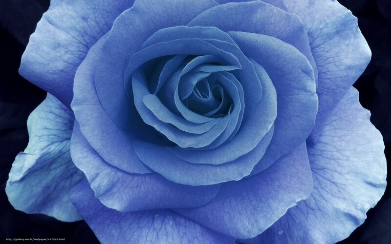Blue Rose Flower — Serene, Photograph, Petals, Dark Background