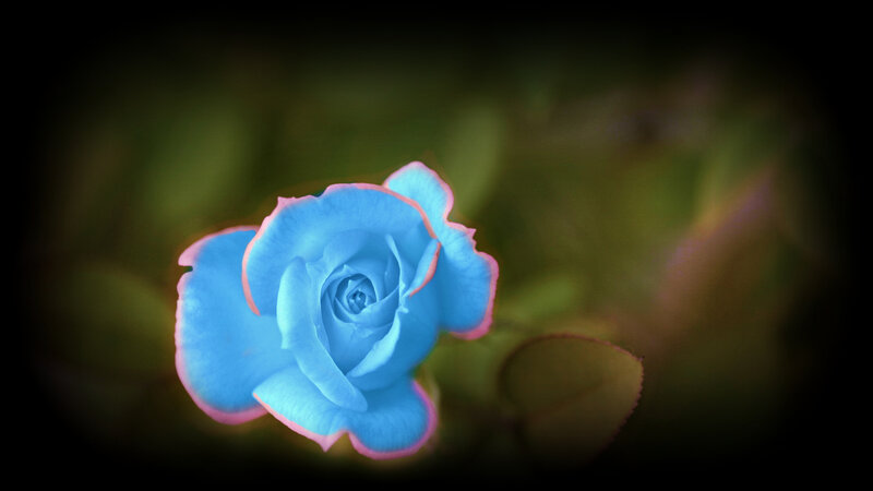 Blue Rose Flower — Serene, Photograph, Petals, Leaf