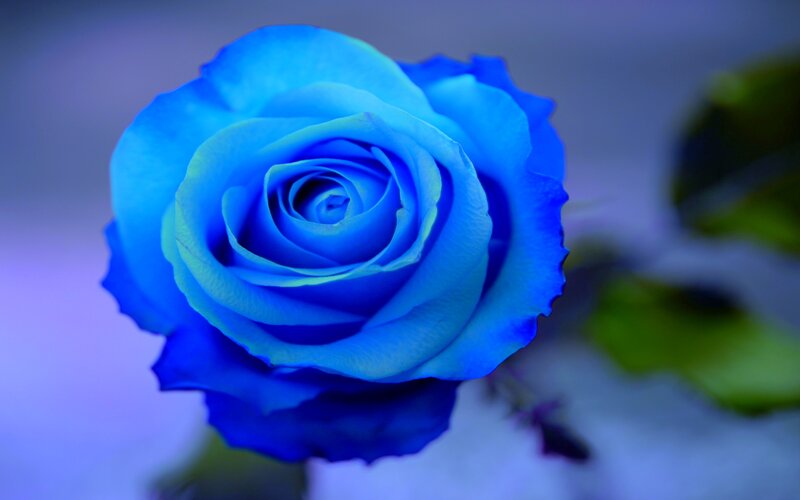 Blue Rose Flower — Serene, Photograph, Petals, Stem