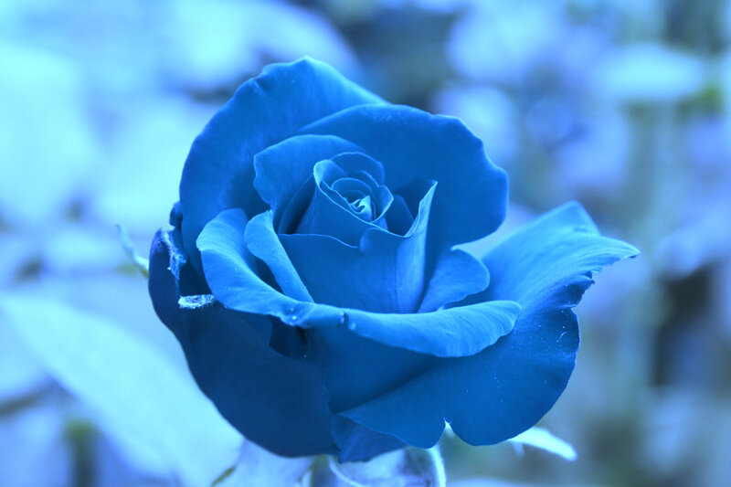 Blue Rose Flower — Serene, Photograph, Petals