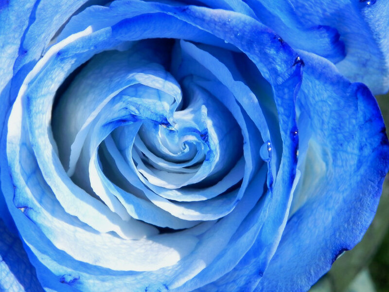 Blue Rose Flower — Serene, Photograph, Petals, Water Droplet
