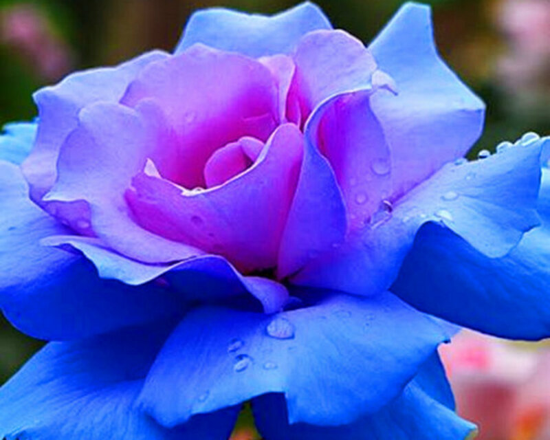 Blue Rose Flower — Serene, Photograph, Petals, Water Droplets