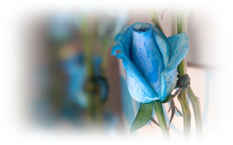 Blue Rose Flower — Serene, Photograph, Stem, Leaf