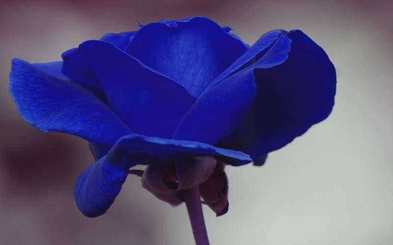 Blue Rose Flower — Serene, Photograph, Stem, Petals