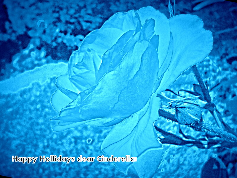 Blue Rose Flower — Serene, Photograph, Stem, Text