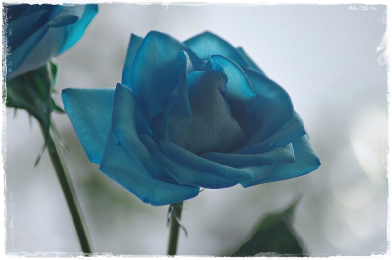 Blue Rose Flower — Serene, Photograph, Stem