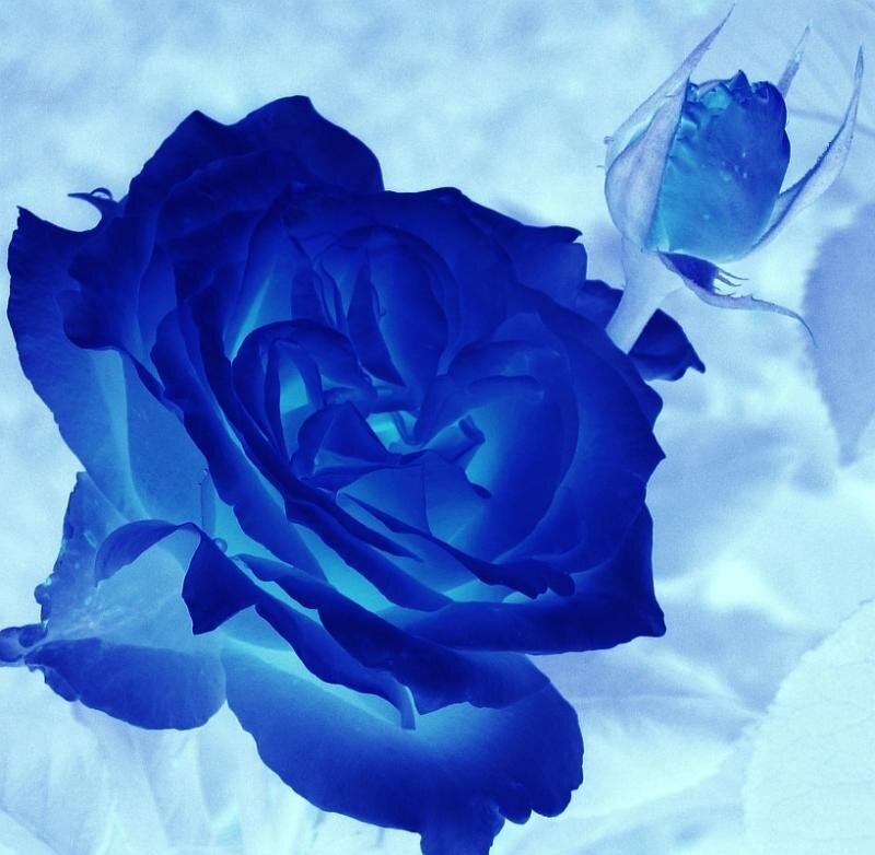 Blue Rose Flower — Serene, Photograph
