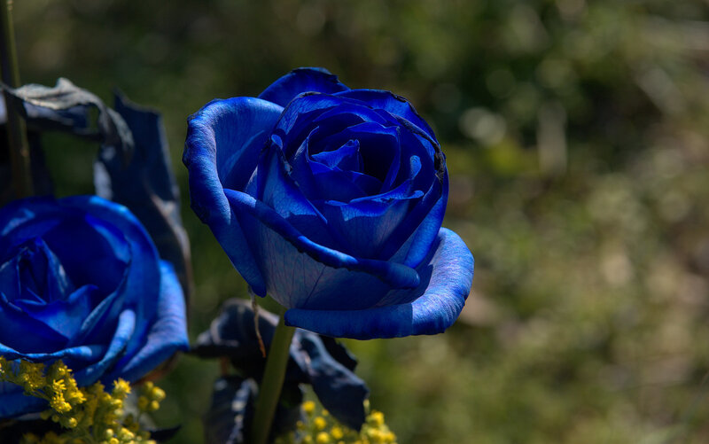 Blue Rose Flower — Serene