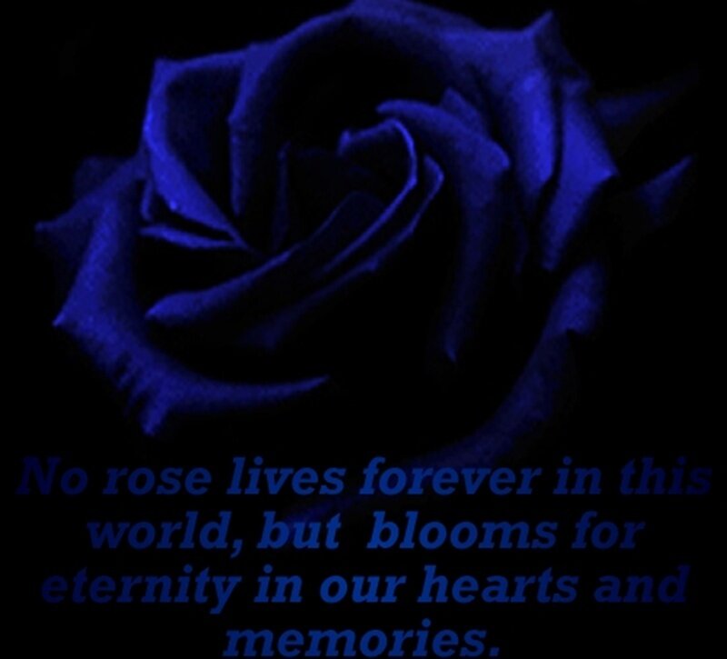 Blue Rose Flower — Somber