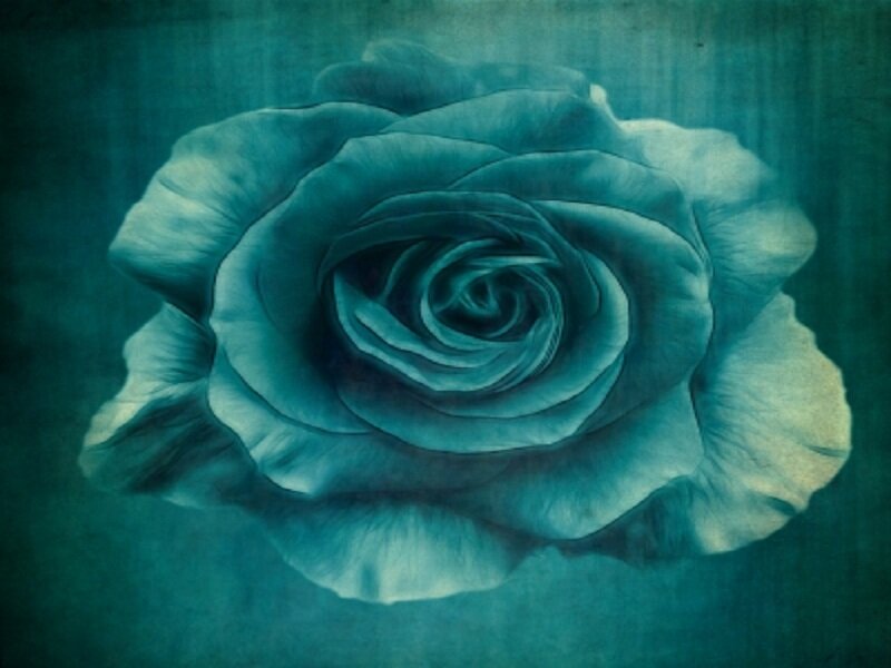 Blue Rose Flower — Teal