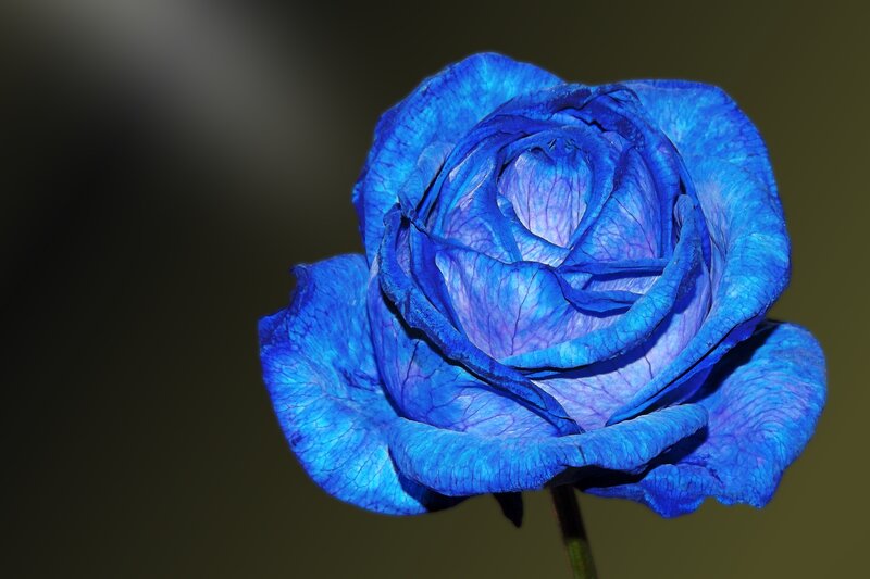 blue rose flower