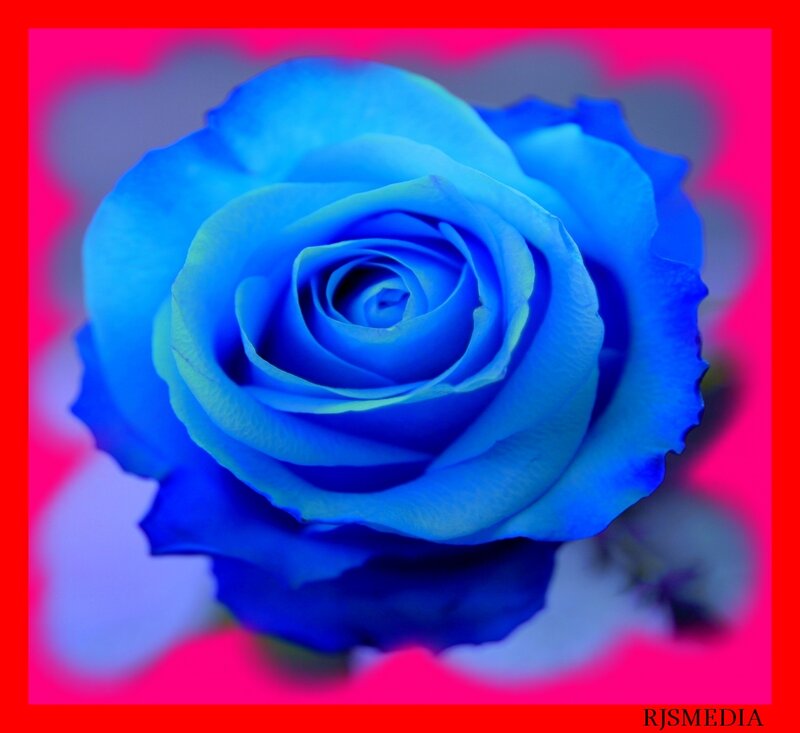 Blue Rose Flower — Vibrant, Photograph