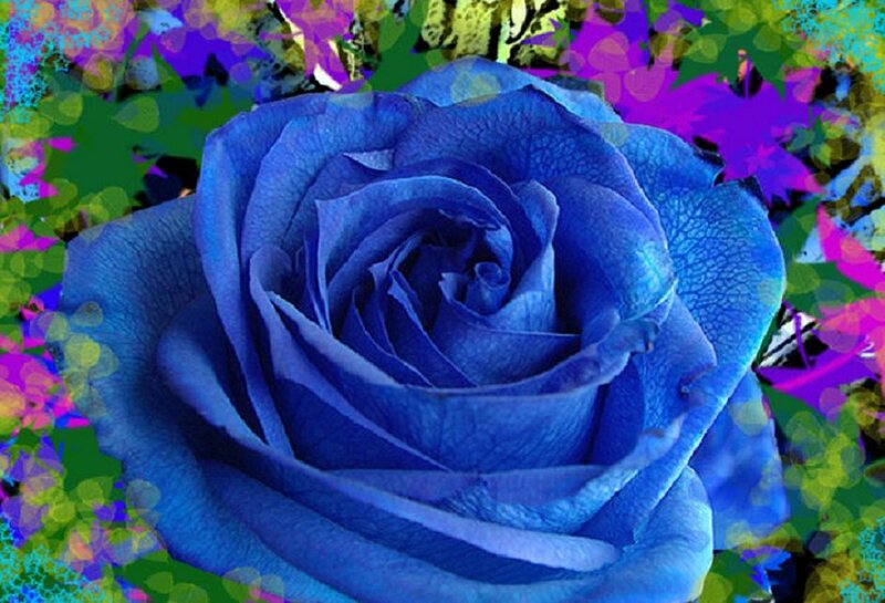 Blue Rose Flower — Vibrant