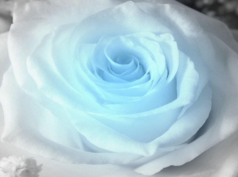 Blue Rose Flower — White, Serene, Photograph