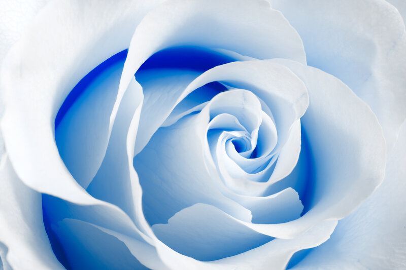 Blue Rose Flower — White, Serene