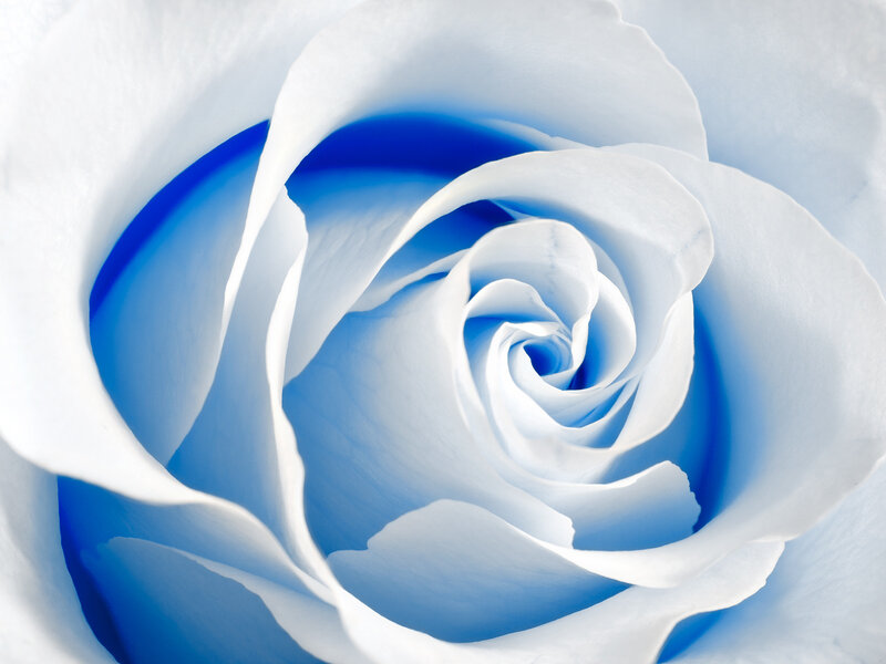 Blue Rose Flower — White