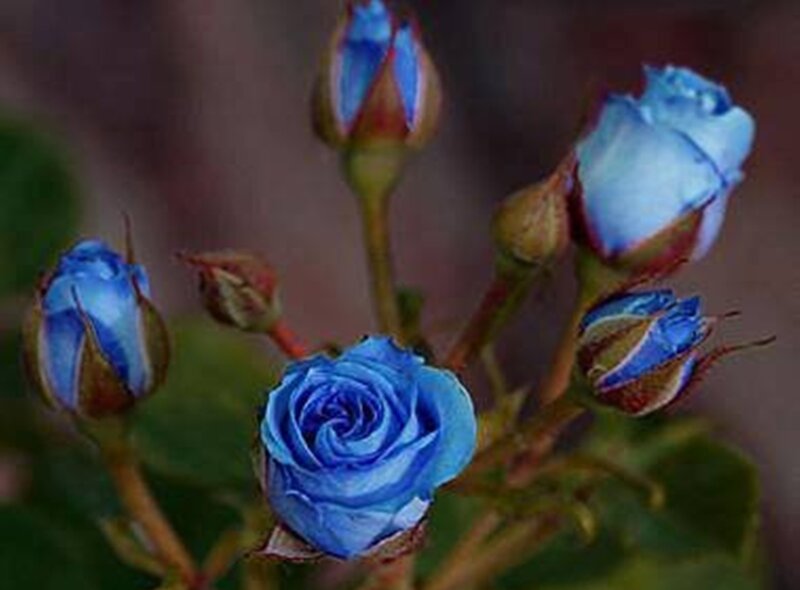 Blue Rose Flowers — Calm