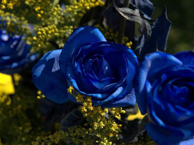 Blue Rose Flowers