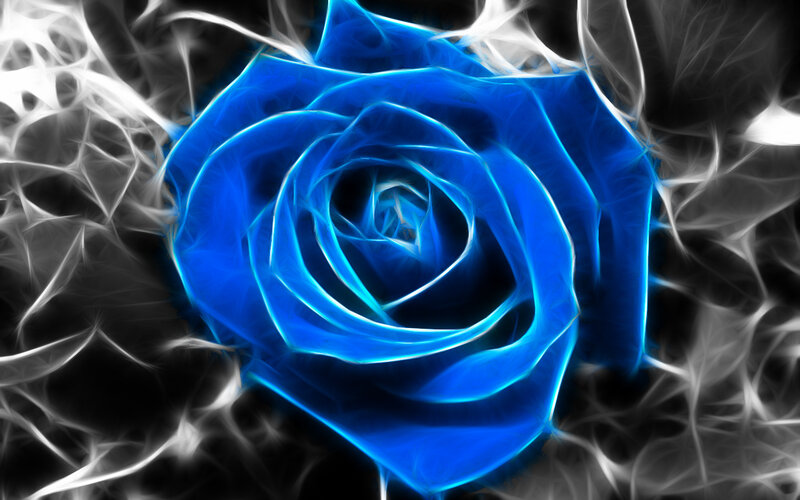 blue rose fractal art