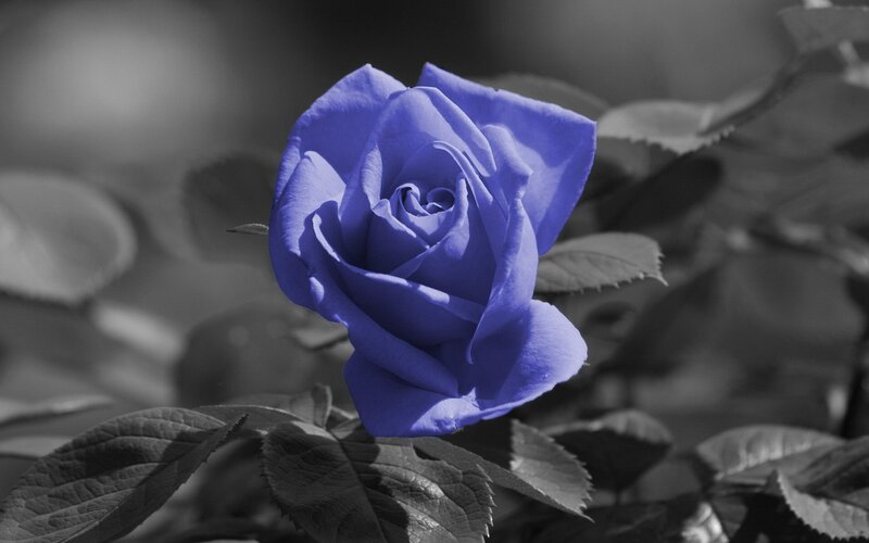 blue rose in black and white