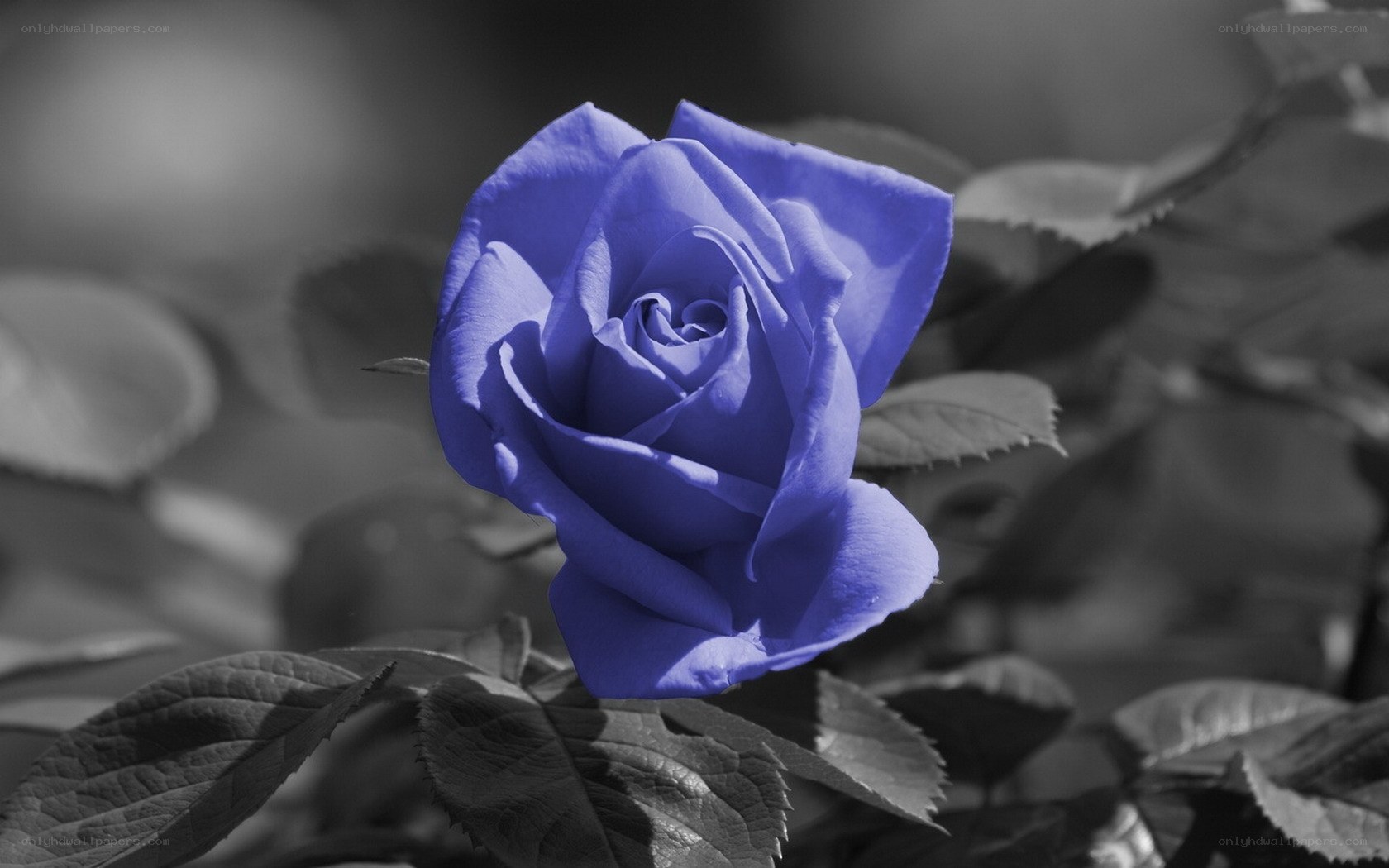 blue rose in black and white