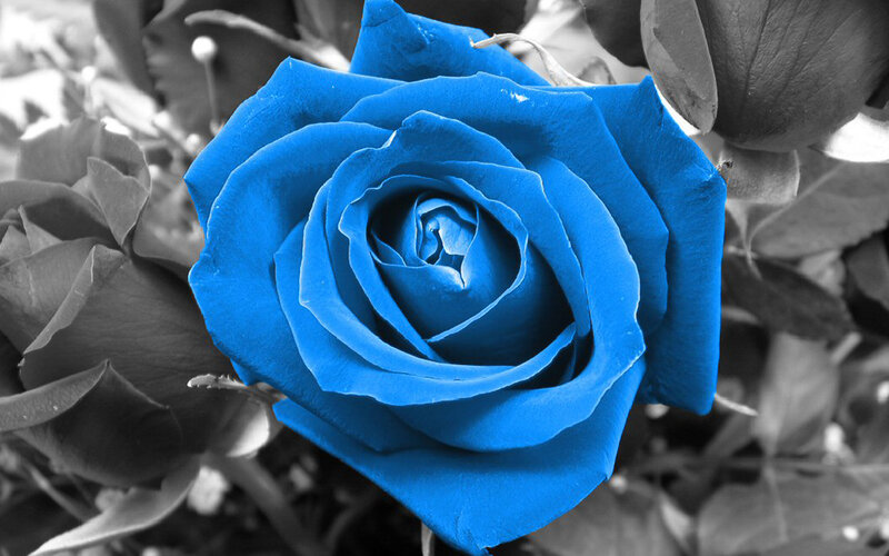 blue rose in black and white