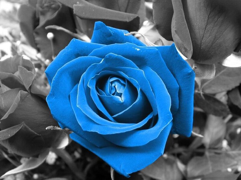 blue rose in black and white