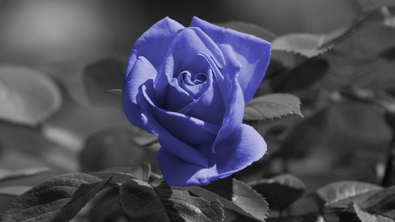 blue rose in black and white