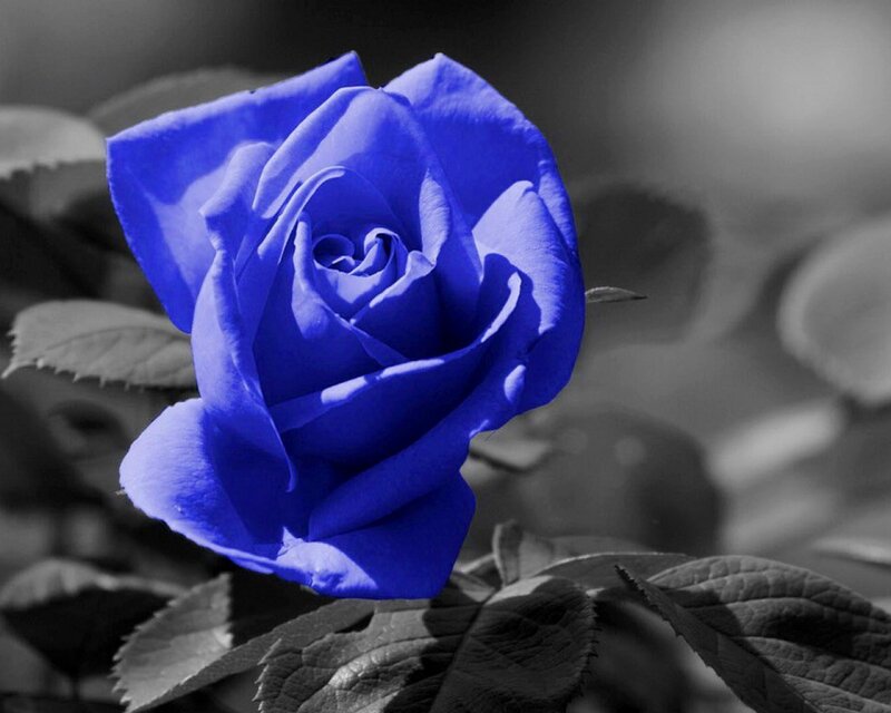 blue rose in black and white