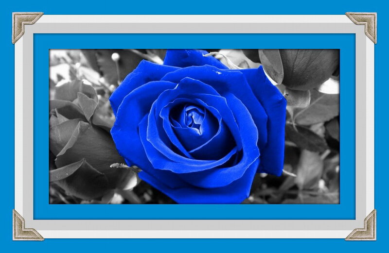 Blue Rose in Black and White — Dramatic