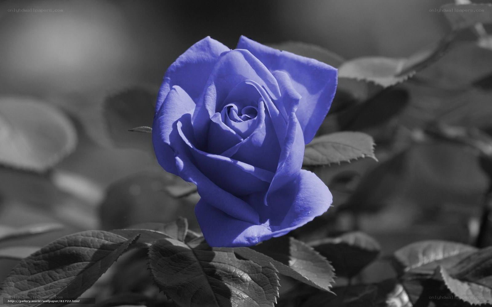 blue rose in black and white