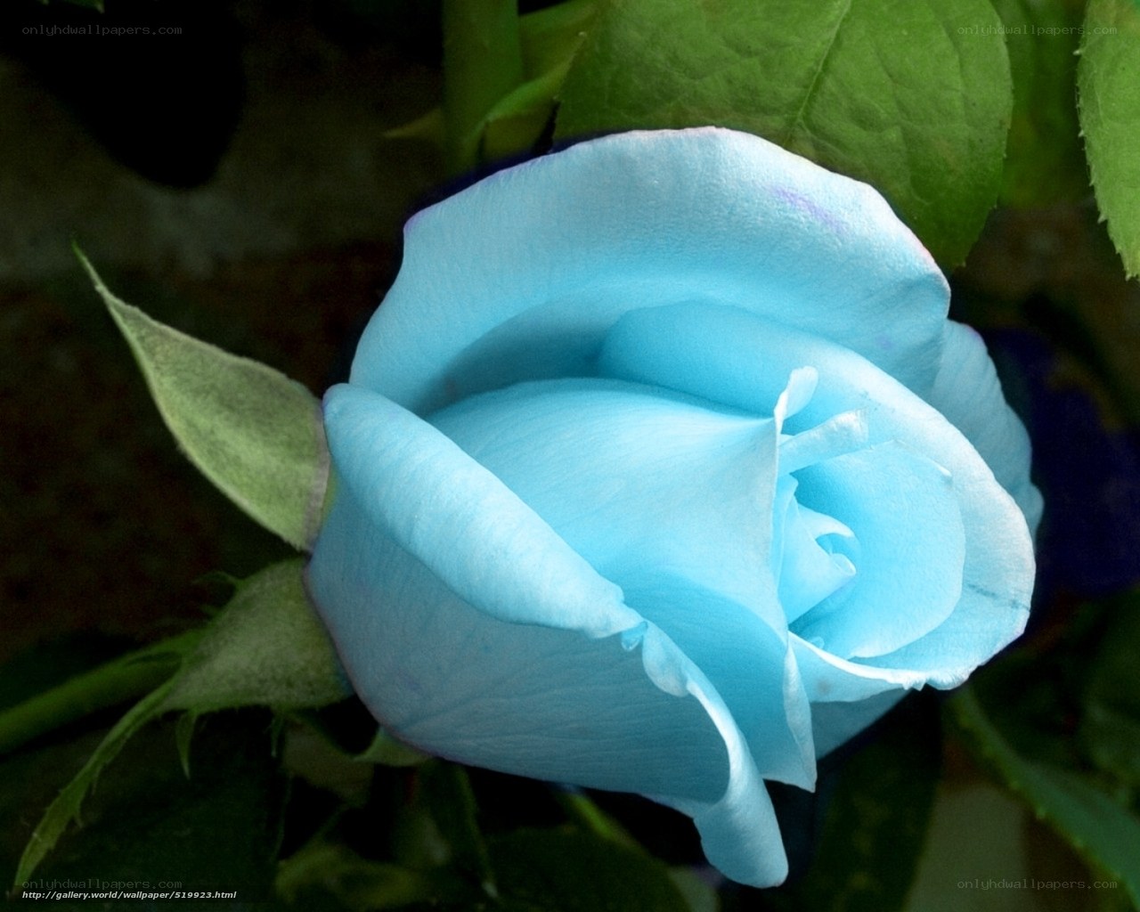 blue rose in bloom
