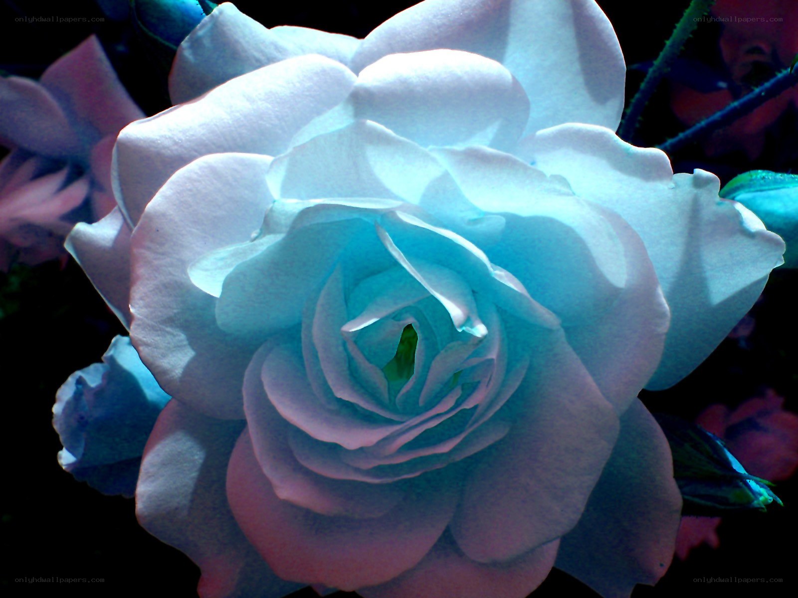 blue rose in bloom