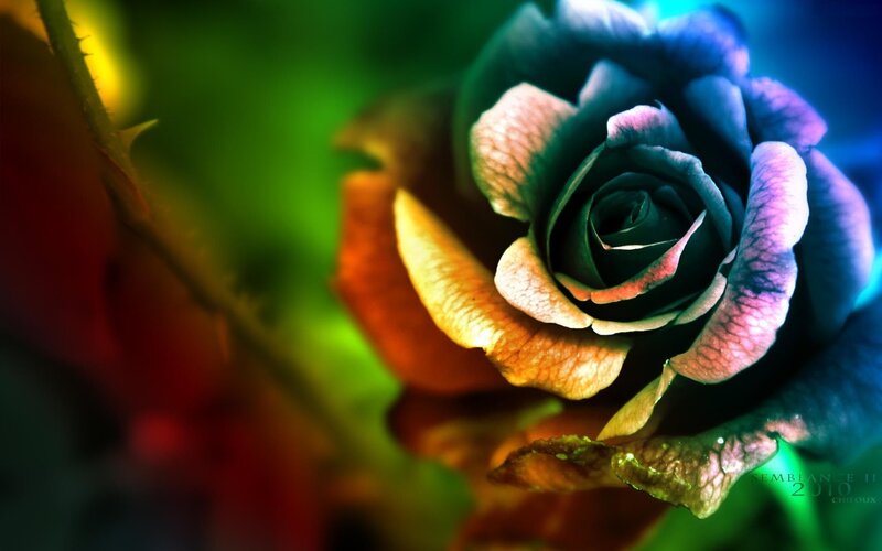 Blue Rose in Bloom — Dramatic, Photograph